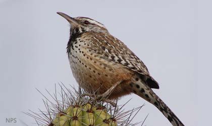 cactus wren on cactus