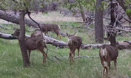 Deer at Grand Canyon