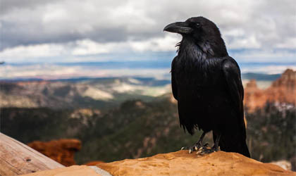 Raven at Bryce Canyon National Park