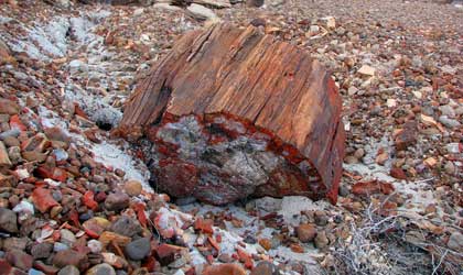 Petrified Forest National Park