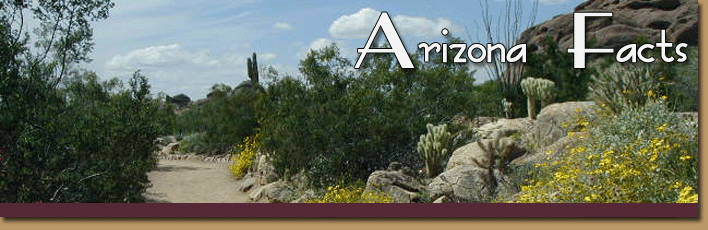 The Sonoran Desert