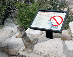 A squirrel begs for food next to a sign prohibiting feeding the animals at the Grand Canyon.